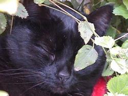 Gatos pretos: rejeitados e perseguidos